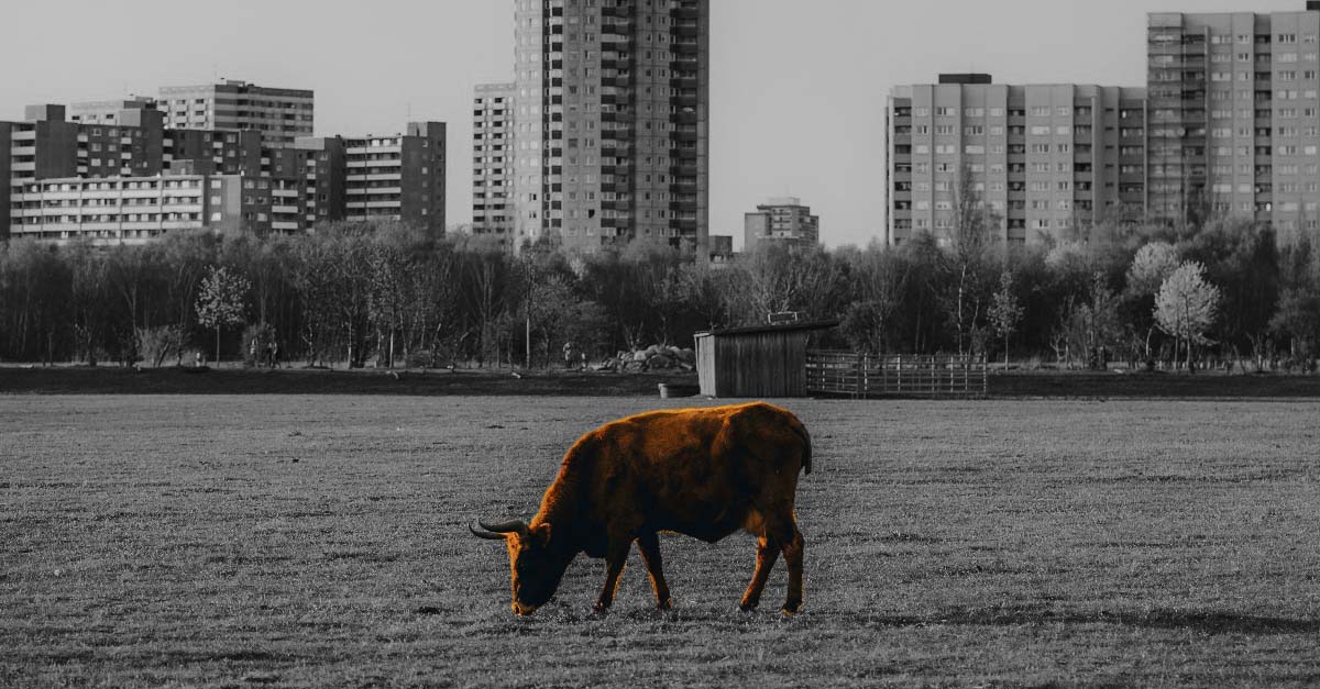 urbanisme - délimitation des zones agricole (A) dans les PLU